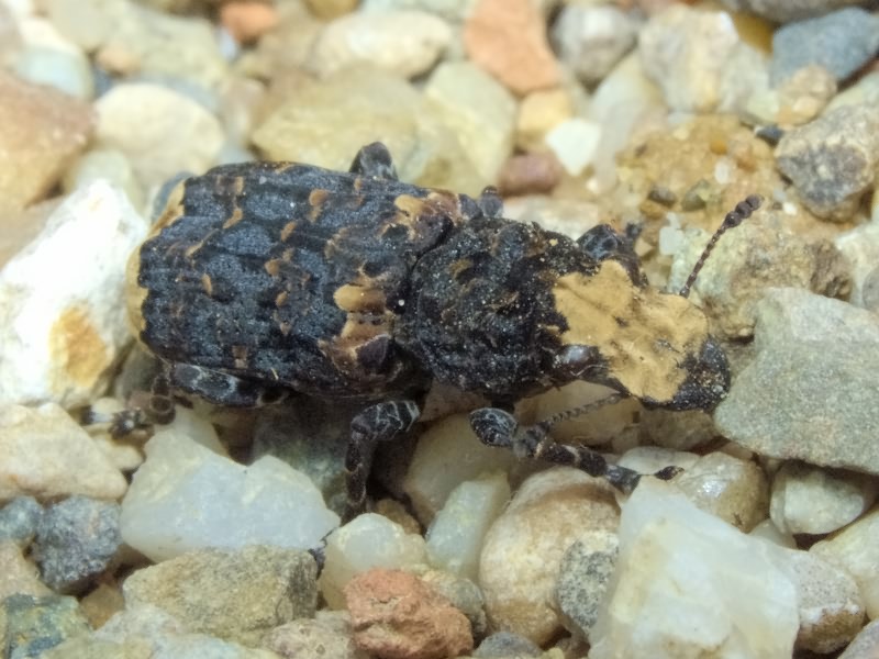 Platyrhinus resinosus (Scopoli, 1763)